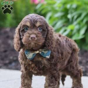 Atlas, Cockapoo Puppy